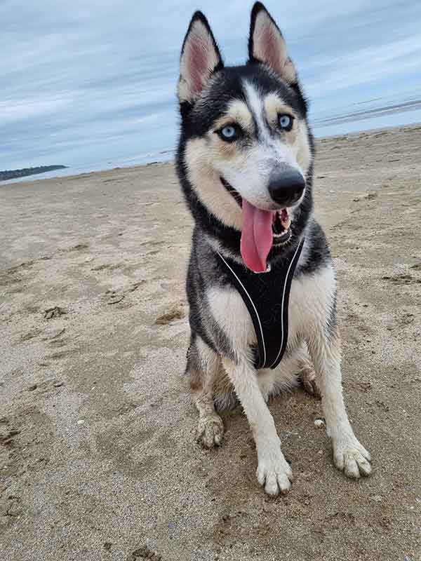 orka chien husky à adopter au refuge sos animaux 78 au Chesnay près de Versailles